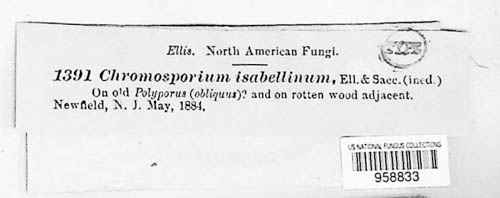 Chromosporium image